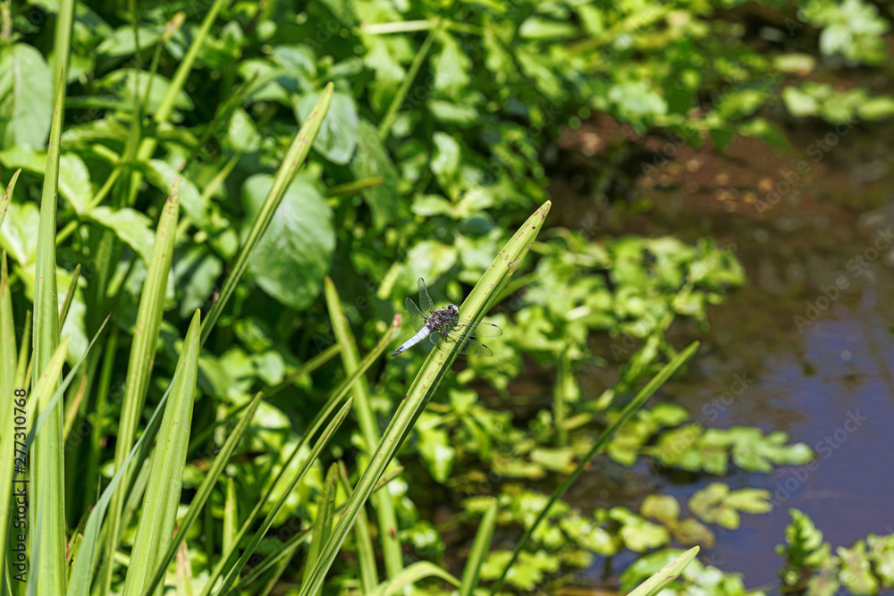 Male black-tailed skimmer sitting on a blade of grass in the Plateaux-Hageven reserve Male black-tailed skimmer sitting on a blade of grass in the Plateaux-Hageven reserve