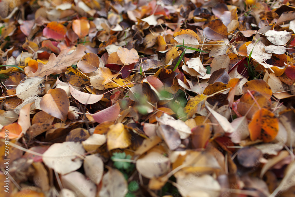  Seamless autumn leaves background.Selective focus