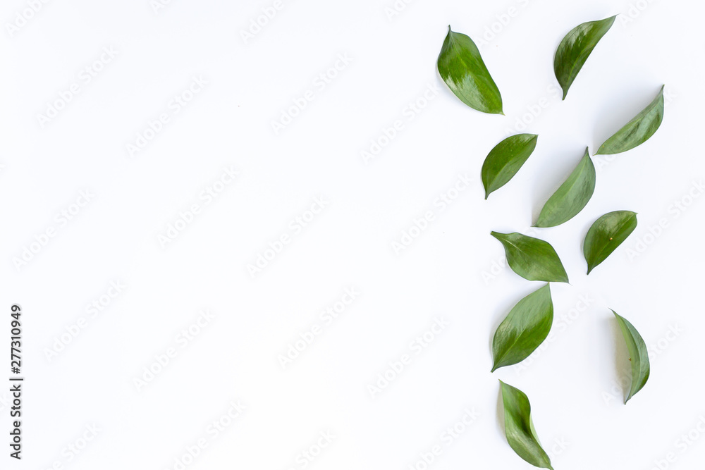 concept - top view of natural leaves isolated on white background for mockup