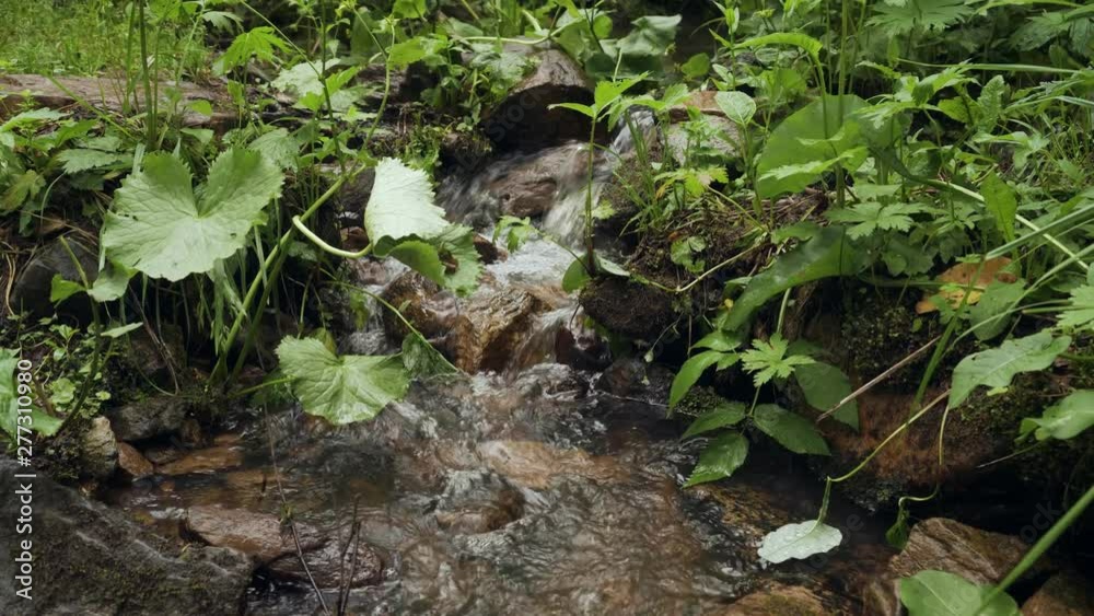 Small cascading stream with lush green vegetation in the forest. Small cascading stream with lush green vegetation in the forest.