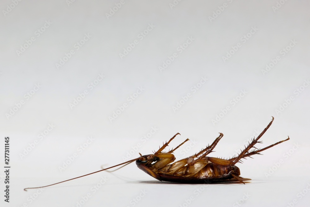 An adult American Cockroach lays dead on its back after eating from a ...