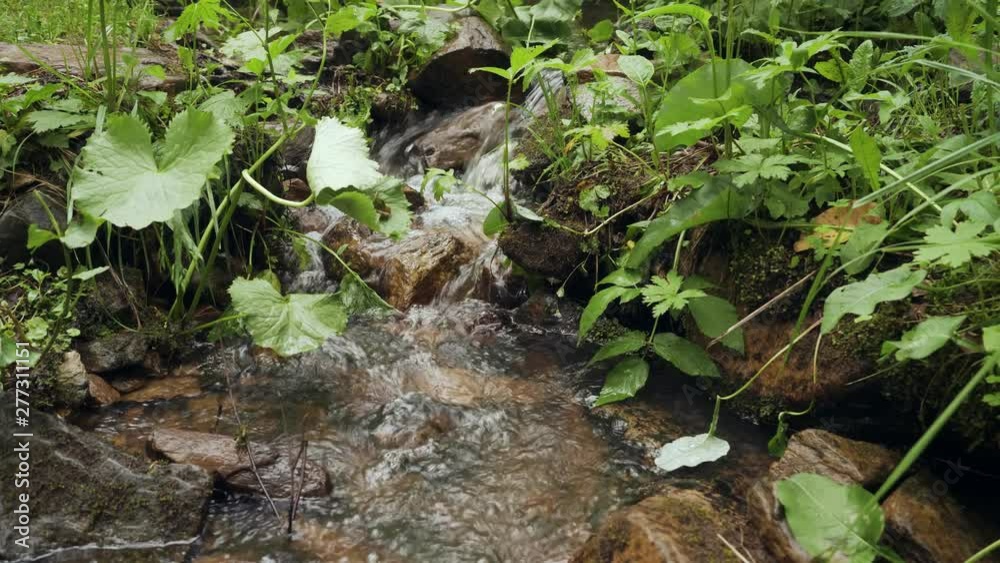 Small cascading stream with lush green vegetation in the forest. Small cascading stream with lush green vegetation in the forest.