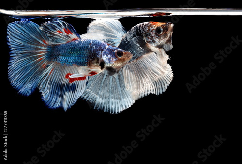 Siamese fighting fish  Betta splendens  colorful fish on a black background  Halfmoon Betta.