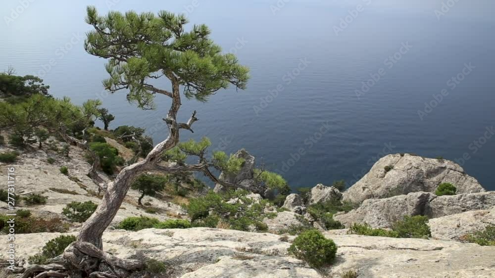 Seascape from Caraul-Oba mountain. Pine tree on rock. Sudak, Crimea. Seascape from Caraul-Oba mountain. Pine tree on rock. Sudak, Crimea.