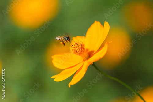 Bee with yellow flower field Cosmos.