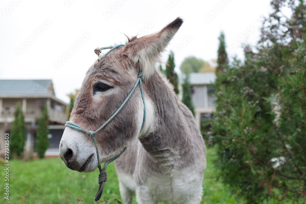 Cute donkey at natural park,enjoying nice weather,life is good