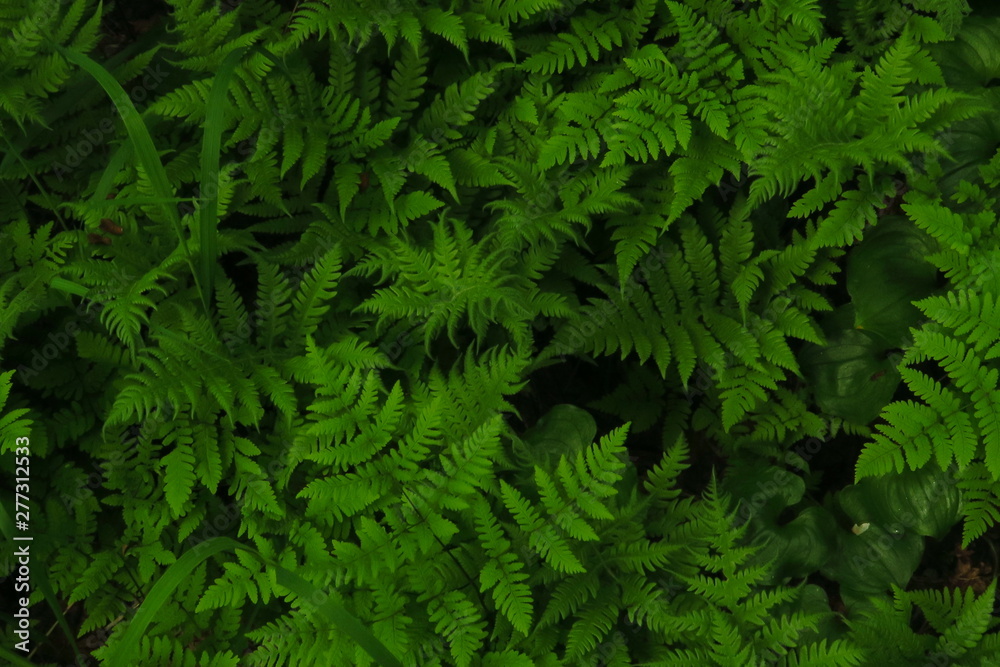macro Photo of green fern petals. Fern on the background of green plants.