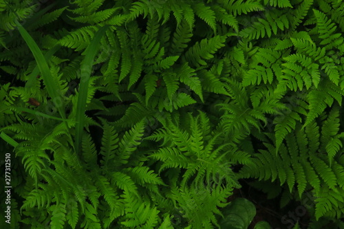 macro Photo of green fern petals. Fern on the background of green plants. photo