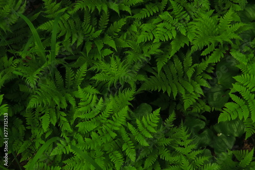 macro Photo of green fern petals. Fern on the background of green plants.