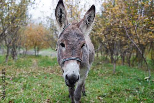 Cute donkey at natural park,enjoying nice weather,life is good