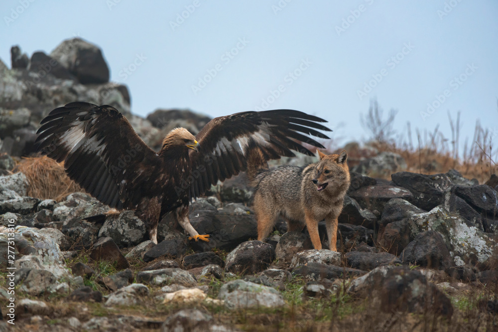 Obraz premium Wild fighting eagle and jackal.