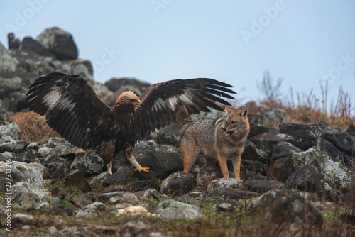 Wild fighting eagle and jackal.