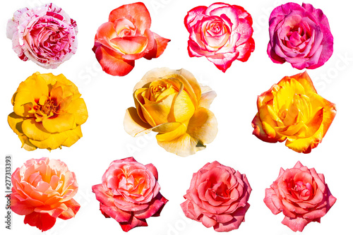 Beautiful roses isolated on white background.