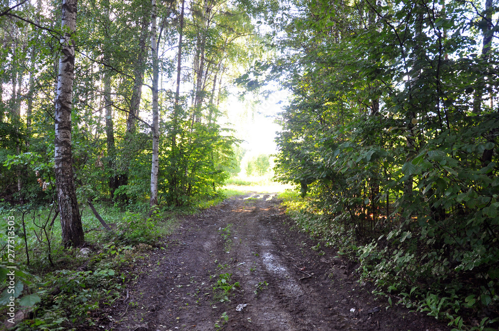Forest road surrounded by trees after rain. Forest road surrounded by trees after rain.