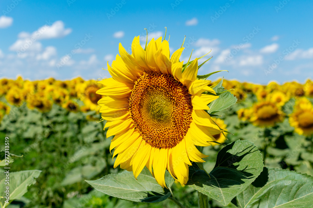 Sunflowers on the blue sky background agriculture farming rural economy agronomy concept