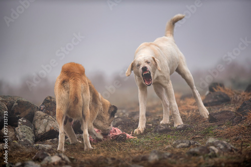 wild dogs are fighting for prey