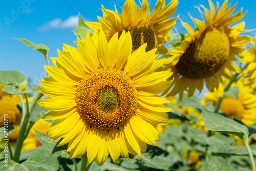 Sunflowers on the blue sky background agriculture farming rural economy agronomy concept