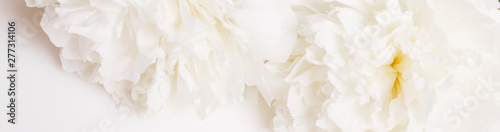 Romantic banner, delicate white peonies flowers close-up. Fragrant pink petals © Olga Ionina