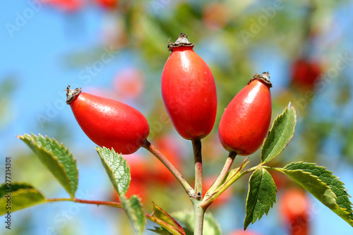 Billede på lærred Dog rose hips. Rosa canina.