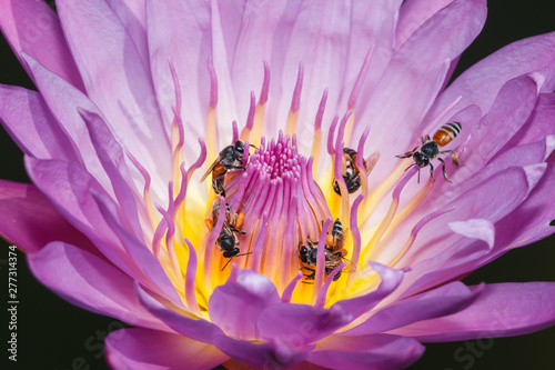 Bees takes nectar from the beautiful purple waterlily or lotus flower. Macro picture of bee and the flower.