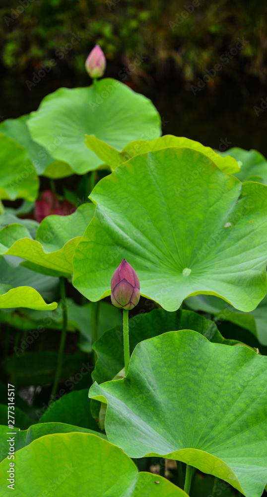 Lotus flowers blooming at summer day Lotus flowers blooming at summer day