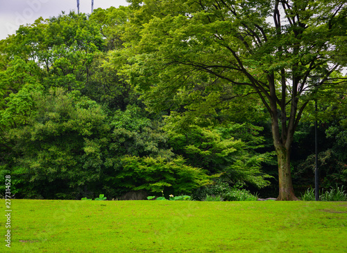 Green landscape formed by beautiful trees © Phuong
