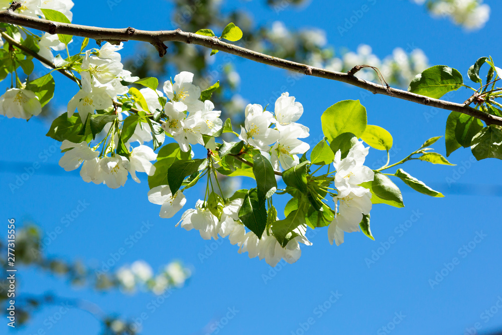A branch of a blossoming apple tree with white flowers. A branch of a blossoming apple tree with white flowers.