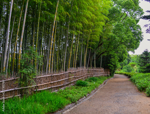 Beautiful bamboo forest in botanic garden