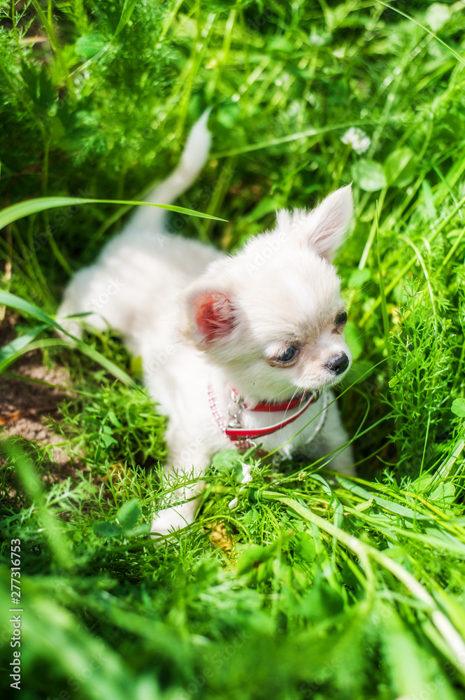 Funny puppy chihuahua walks in the green grass Funny puppy chihuahua walks in the green grass