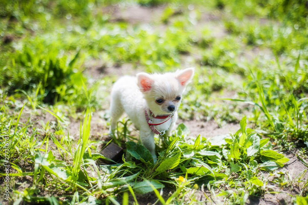 Funny puppy chihuahua walks in the green grass Funny puppy chihuahua walks in the green grass