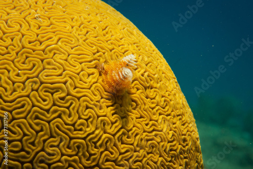 Fototapeta Naklejka Na Ścianę i Meble -  Yellow coral with Christmas trees, Cozumel Mexico
