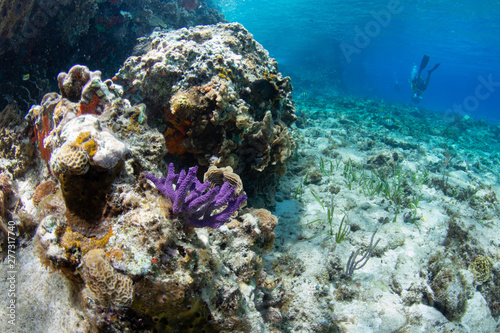 Coral reef, Cozumel, Mexico
