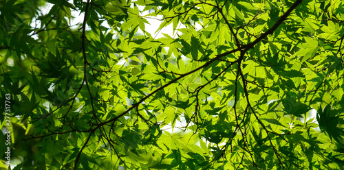 Branch of a maple with green leaves