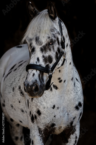 Knappstrupper Portait vor schwarzem Hintergrund 