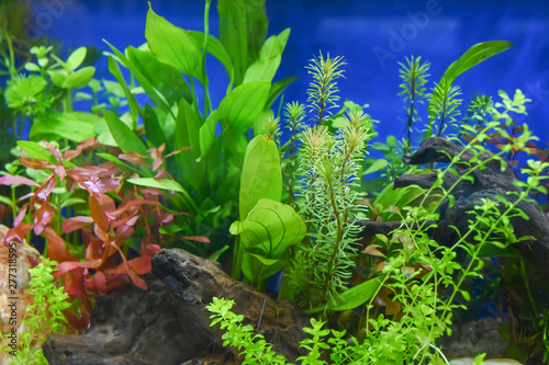 Water plants