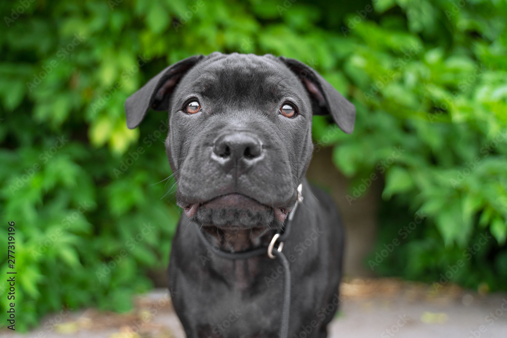portrait puppy of black staffordshire bull terrier on the background of green trees in the park