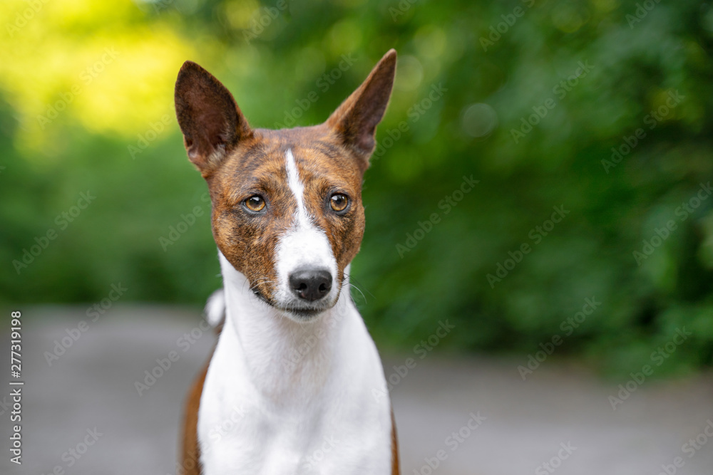 Portrait of a red basenji standing in a summer forest. Basenji Kongo Terrier Dog.