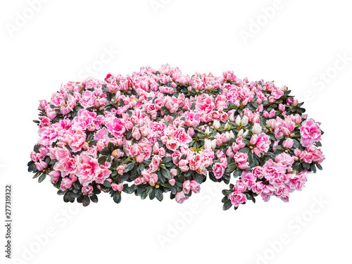 flower plant isolated with clipping path on white background