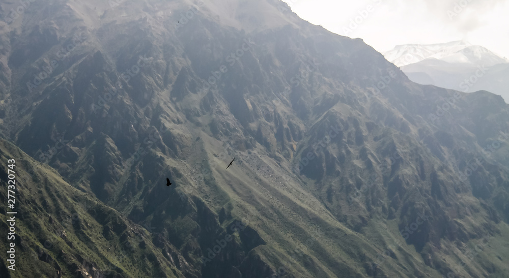 Condors above the Colca canyon at Condor Cross or Cruz Del Condor viewpoint, Chivay, Peru Condors above the Colca canyon at Condor Cross or Cruz Del Condor viewpoint, Chivay, Peru