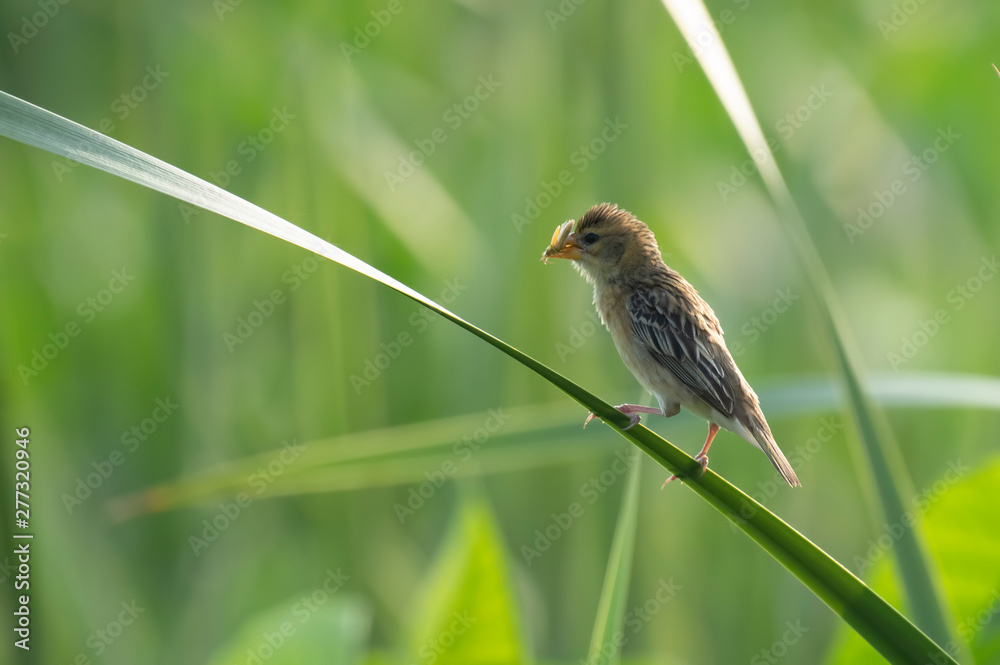 Fototapeta premium Baya weaver with hunt