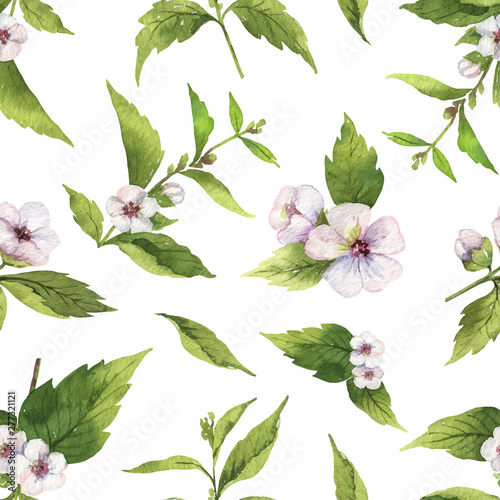 Watercolor vector seamless pattern with Marshmallow flowers and leaves isolated on white background.