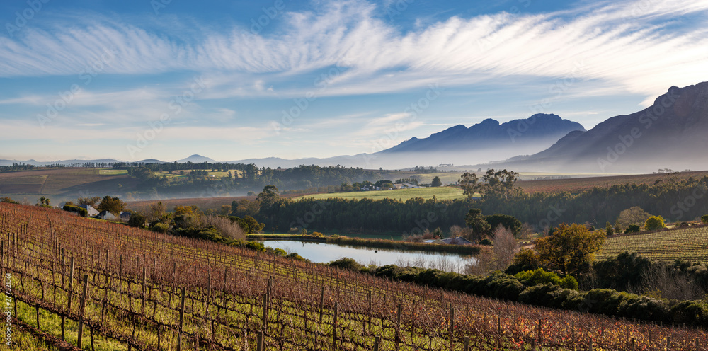 Panoramic view of vineyards and mountains after sunrise, near Stellenbosch, South Africa.