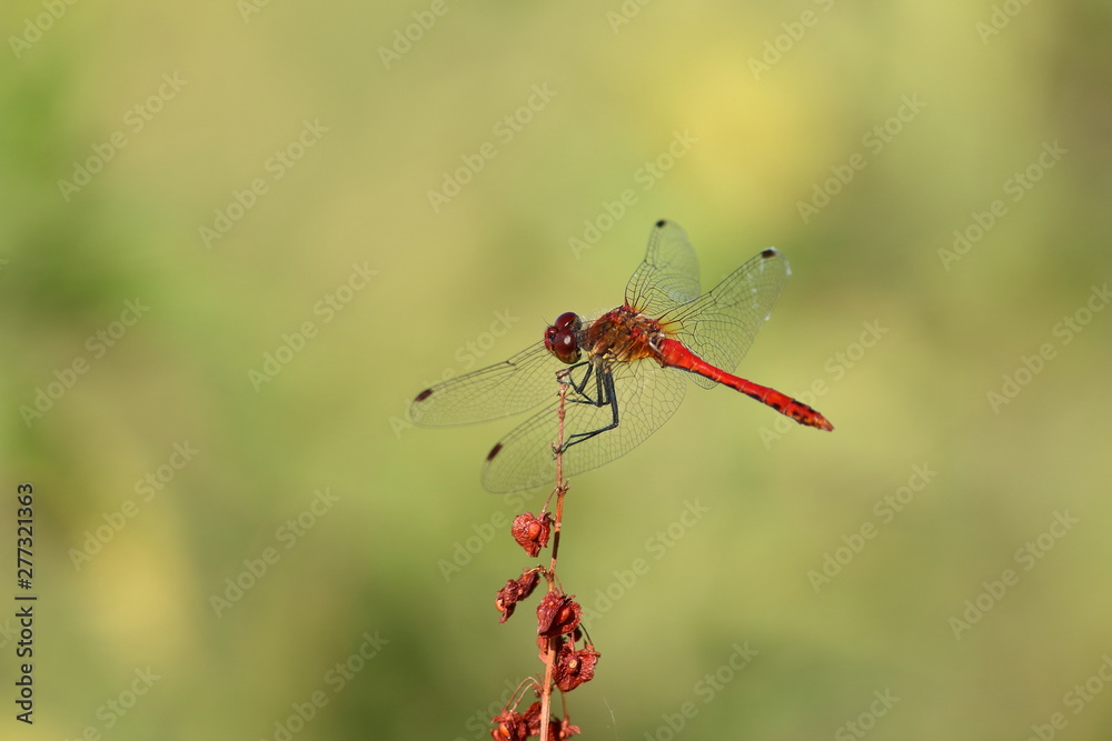 blutrote Heidelibelle - Sympetrum sanguineum blutrote Heidelibelle - Sympetrum sanguineum