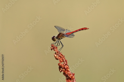 blutrote Heidelibelle - Libelle - Sympetrum sanguineum photo