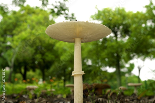 Tokyo,Japan-July 8, 2019: Closeup of Wet pileus of Amanita vaginata in Tokyo, Japan photo