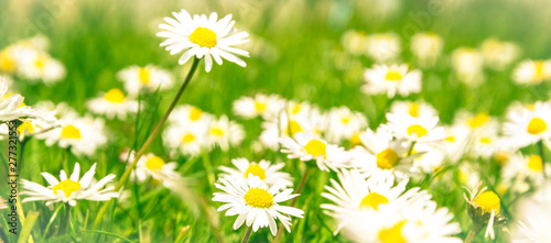 Romantic wild field of daisies with focus on one flower. Oxeye daisy, Leucanthemum vulgare, Daisies, Dox-eye, Common daisy, Dog daisy, Moon daisy, Camomile, Chamomile.
