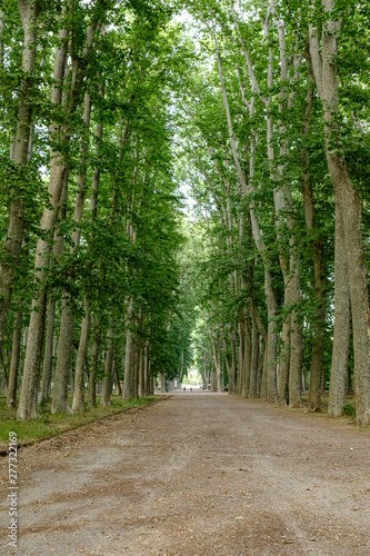 Green high forest in Girona  landmark park