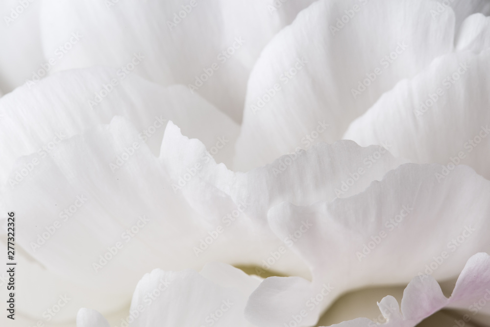 Fototapeta Smooth white petals peony flower texture macro still