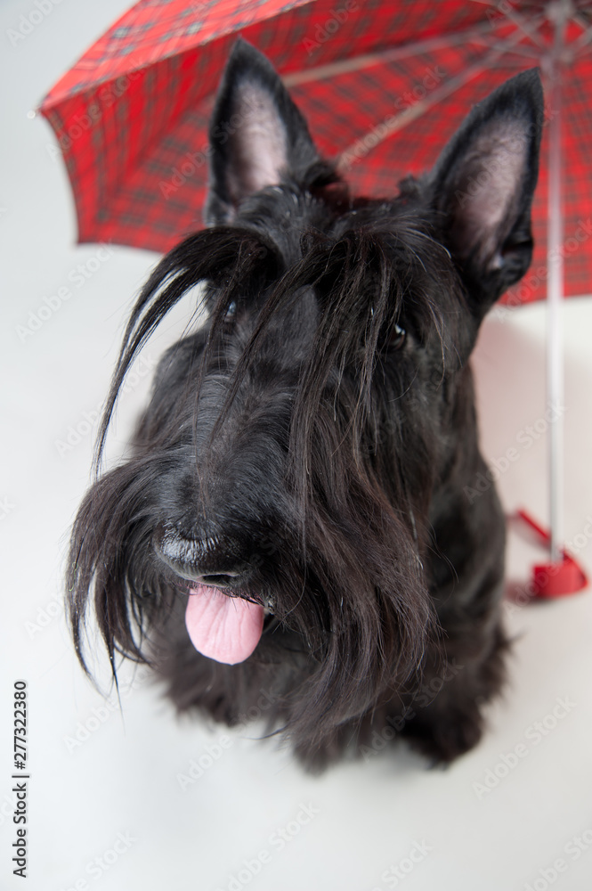 scotch terrier with umbrella isolated on white scotch terrier with umbrella isolated on white