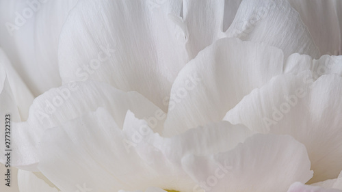 Smooth white peony petals abstract background